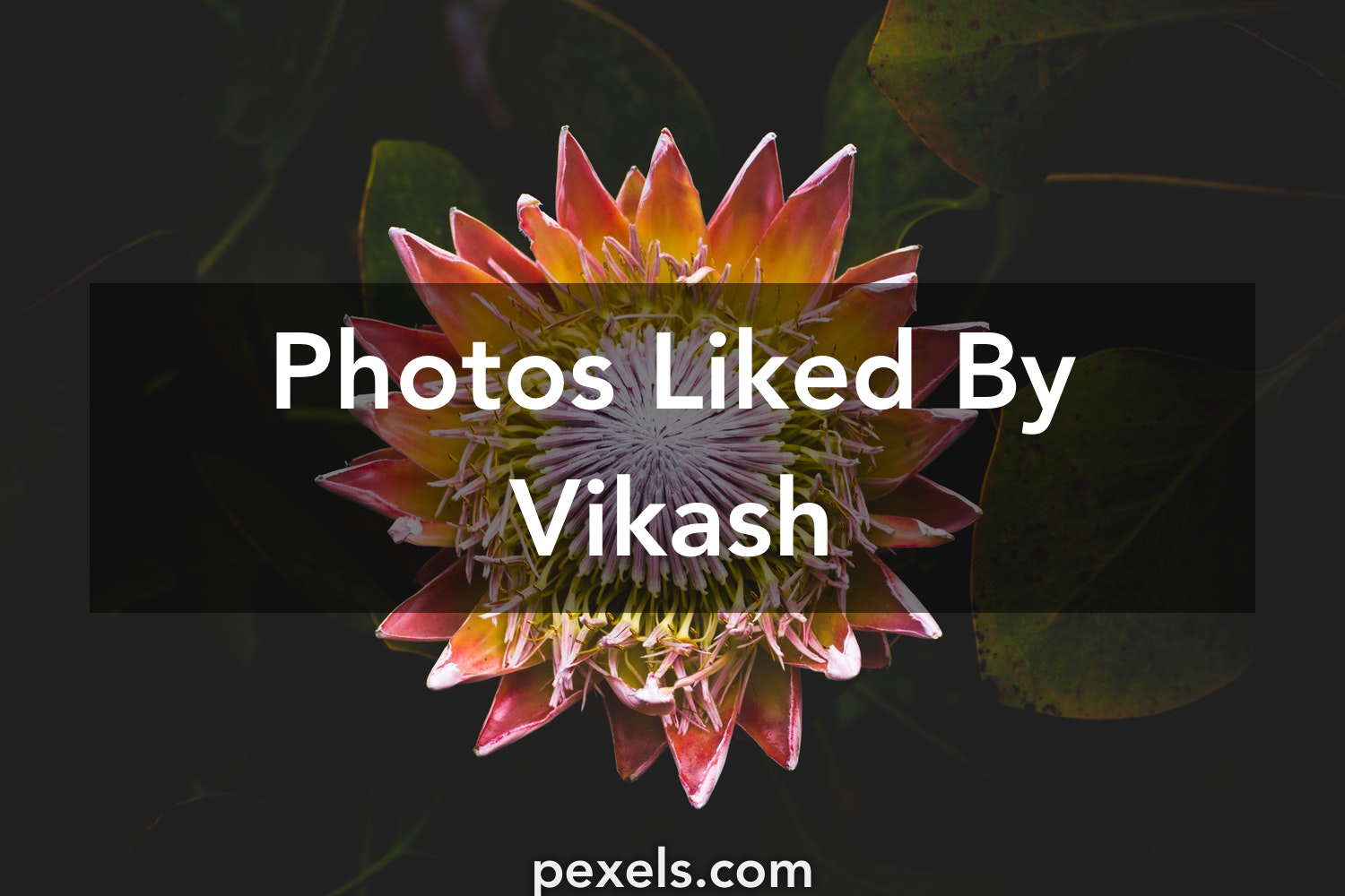 Exotic Flowers - HD Wallpaper 