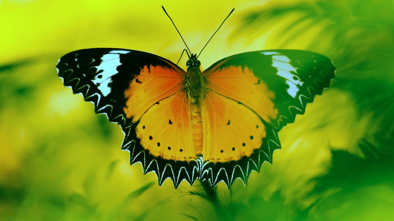 Beautiful Butterfly-high Quality Hd Wallpaper2016 - 4k Ultra Hd Butterfly 4k - HD Wallpaper 