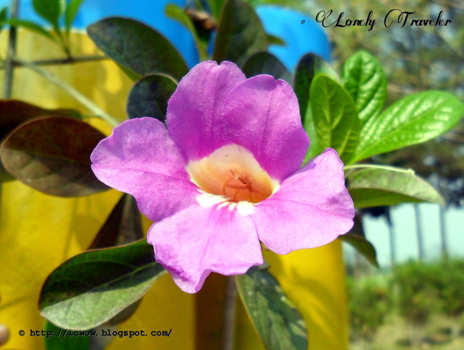 Four O'clock Family - HD Wallpaper 