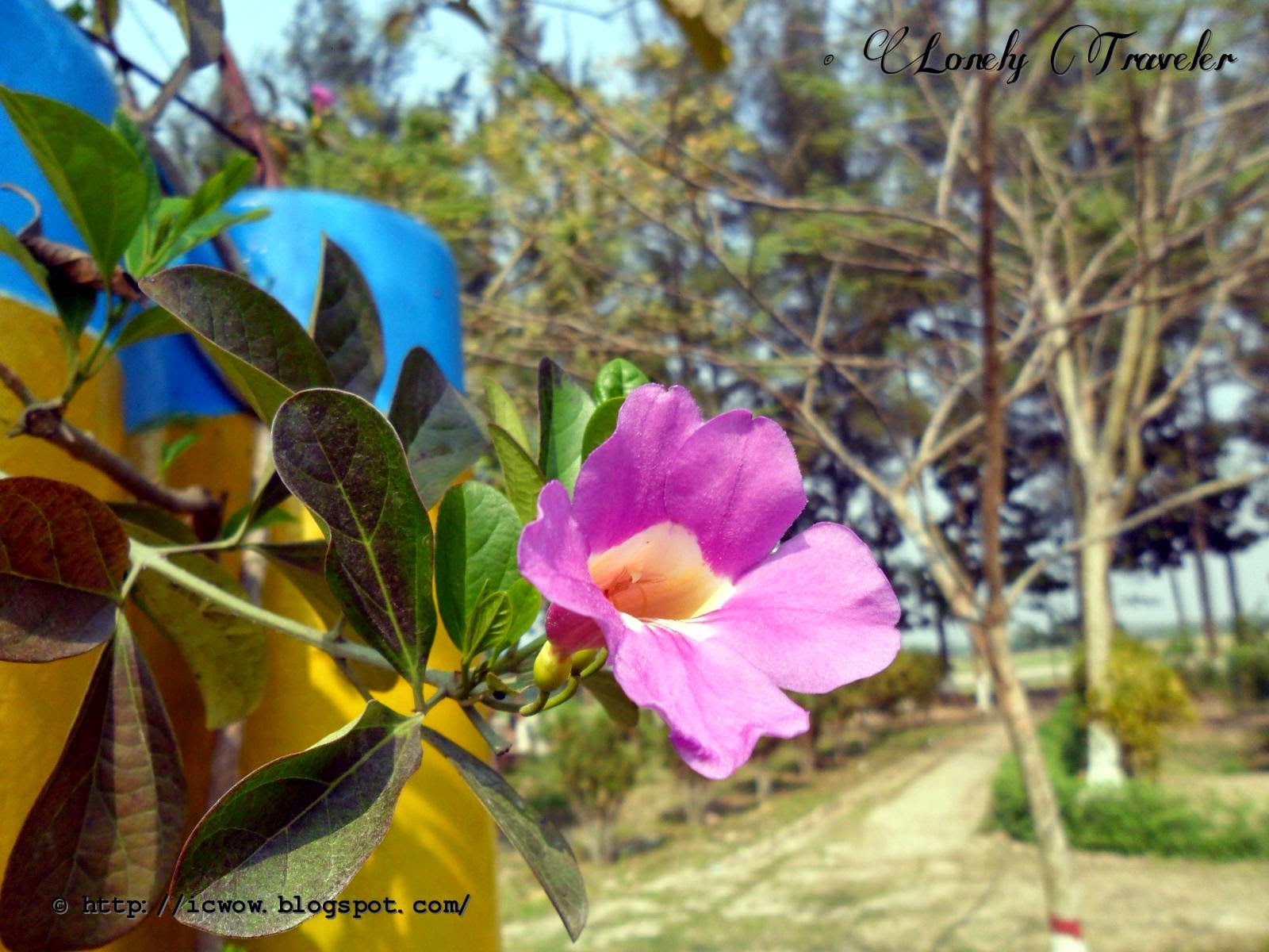 Evergreen Rose - HD Wallpaper 