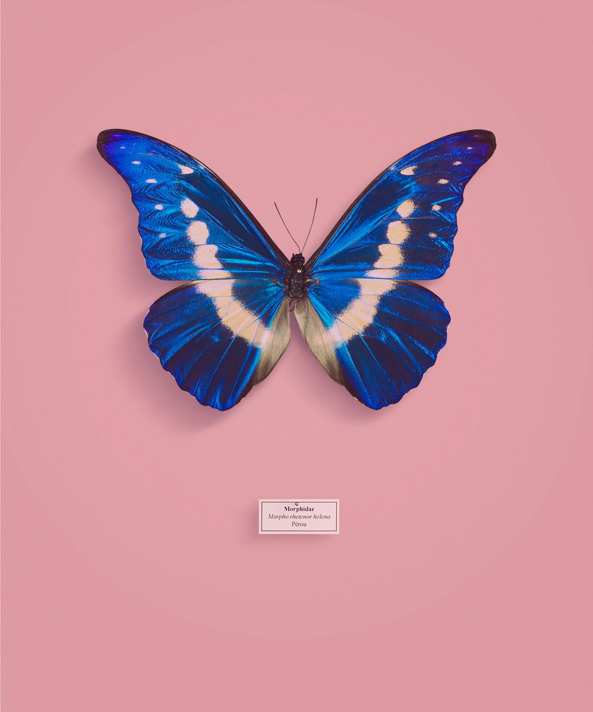 Butterfly Effect Iphone - HD Wallpaper 