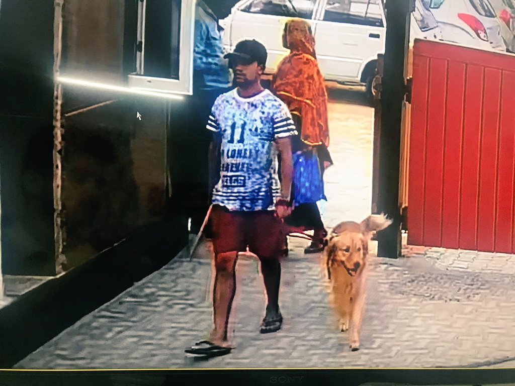 Companion Dog - HD Wallpaper 