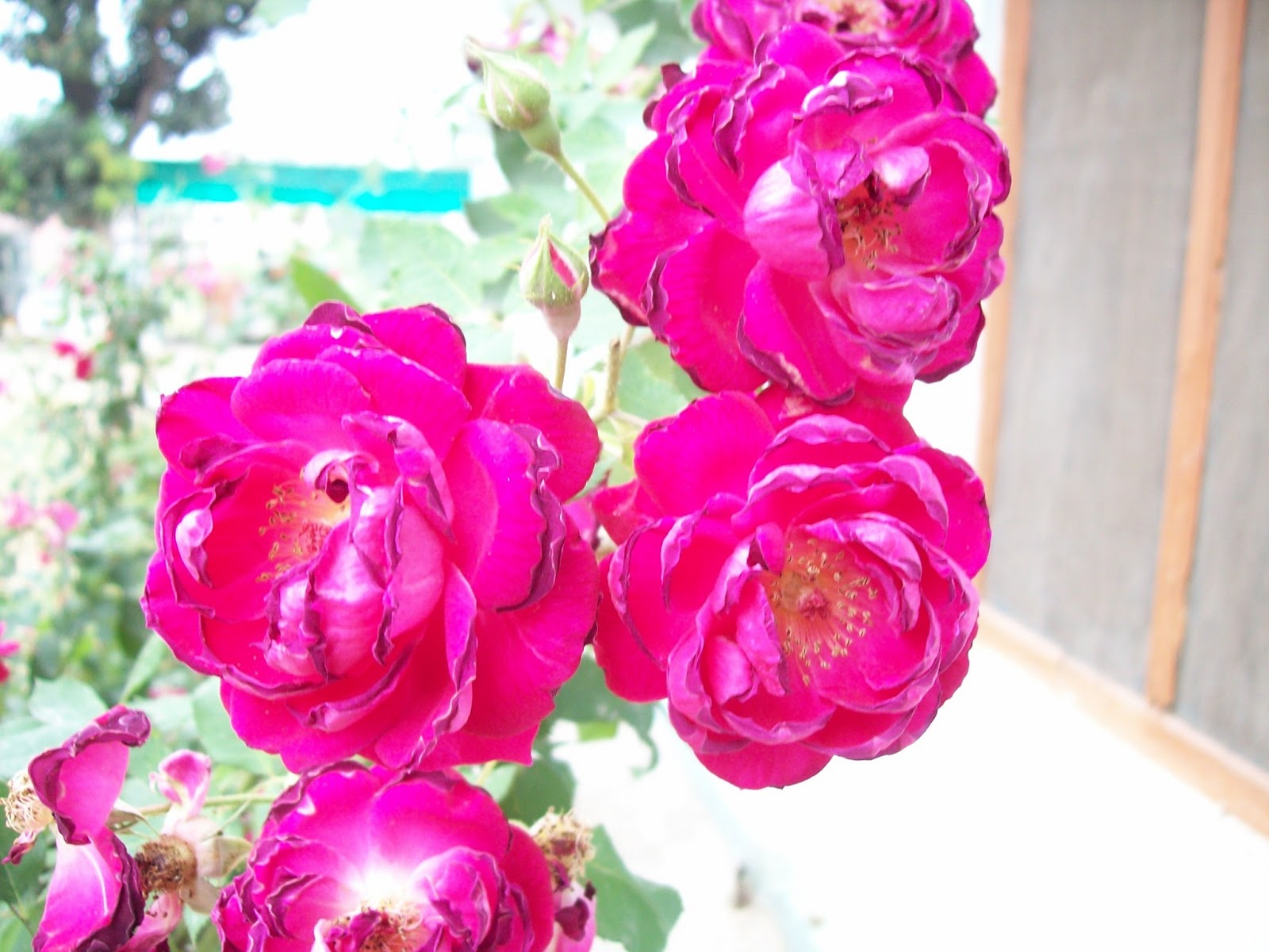 Floribunda - 1600x1200 Wallpaper - teahub.io