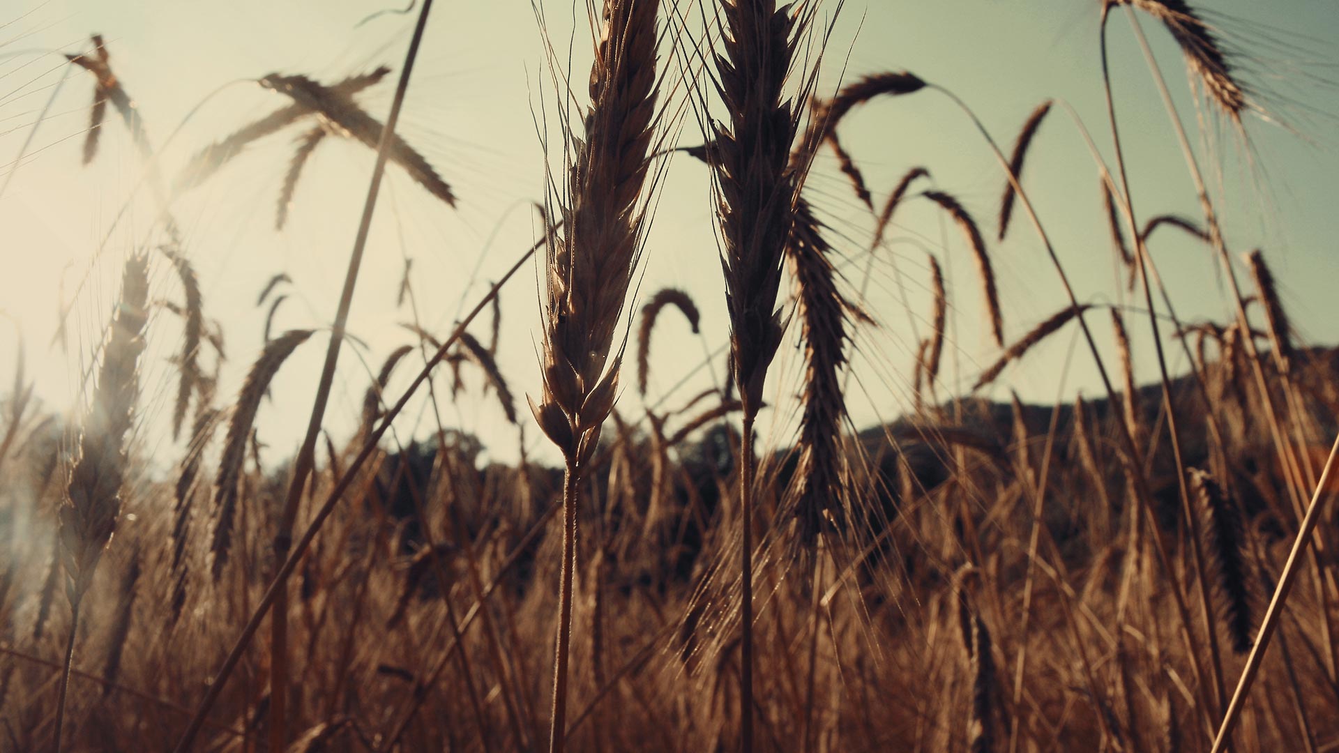 Cereal - HD Wallpaper 