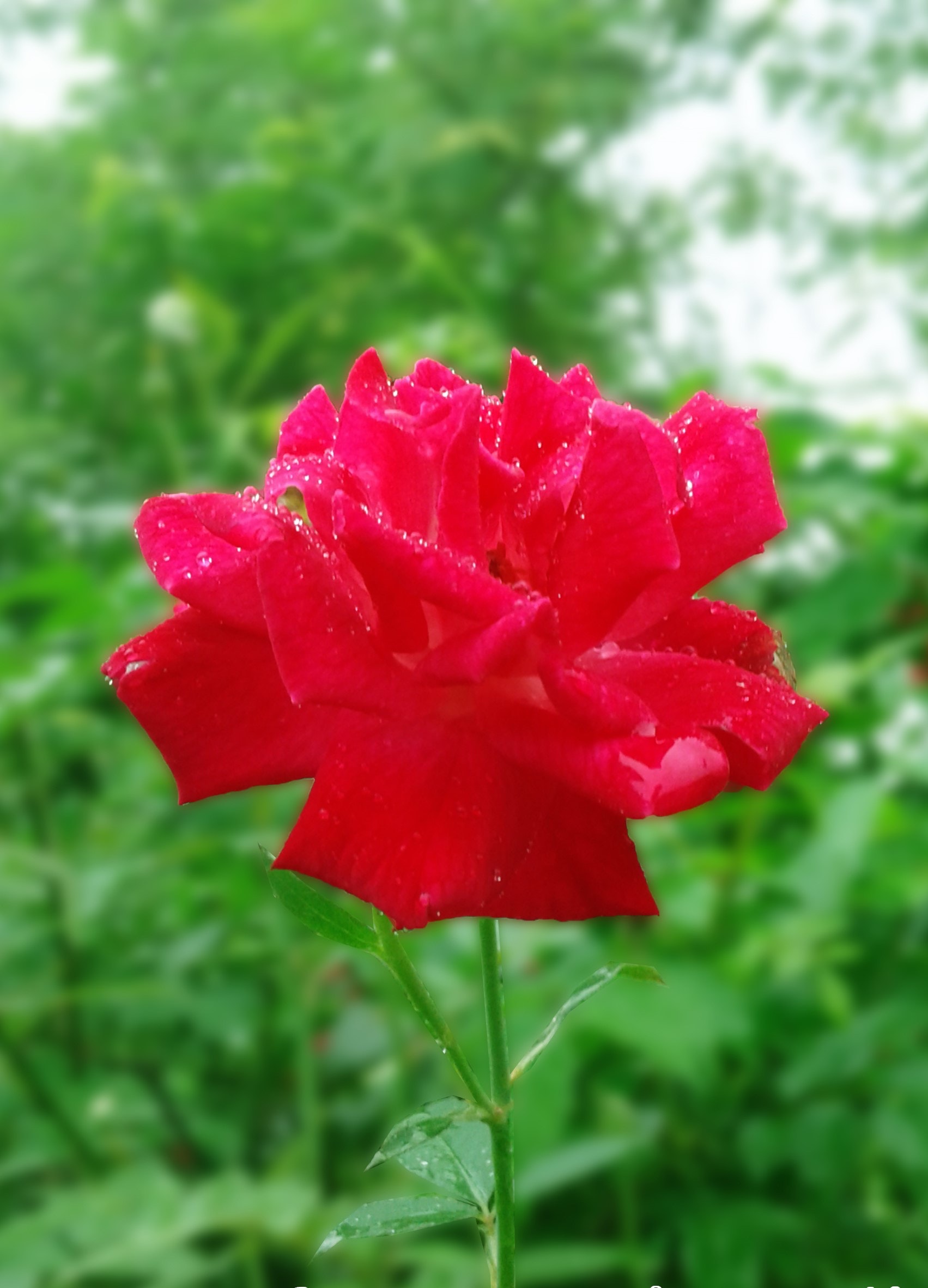 Evergreen Rose - HD Wallpaper 
