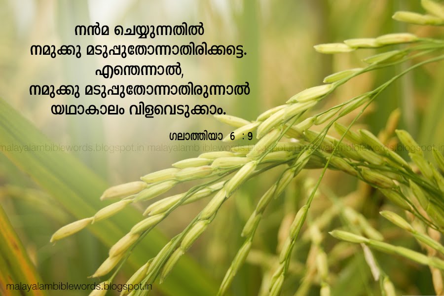 Galatians 6 9 Malayalam - HD Wallpaper 