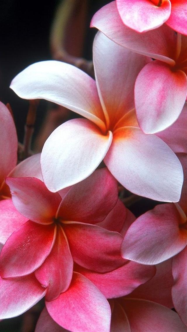 Hd Beautiful Flowers Iphone 5 Wallpapers - Pretty Flower Wallpaper Iphone - 640x1136 Wallpaper Hd Beautiful Flowers Iphone 5 Wallpapers - Pretty Flower Wallpaper Iphone - 640x1136 Wallpaper