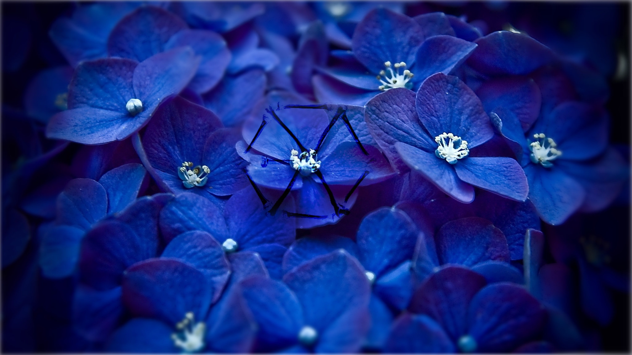 1920x1080, Blue Flower Wallpapers Phone 
 Data Id 313864 - Blue Flower Wallpaper Hd - HD Wallpaper 