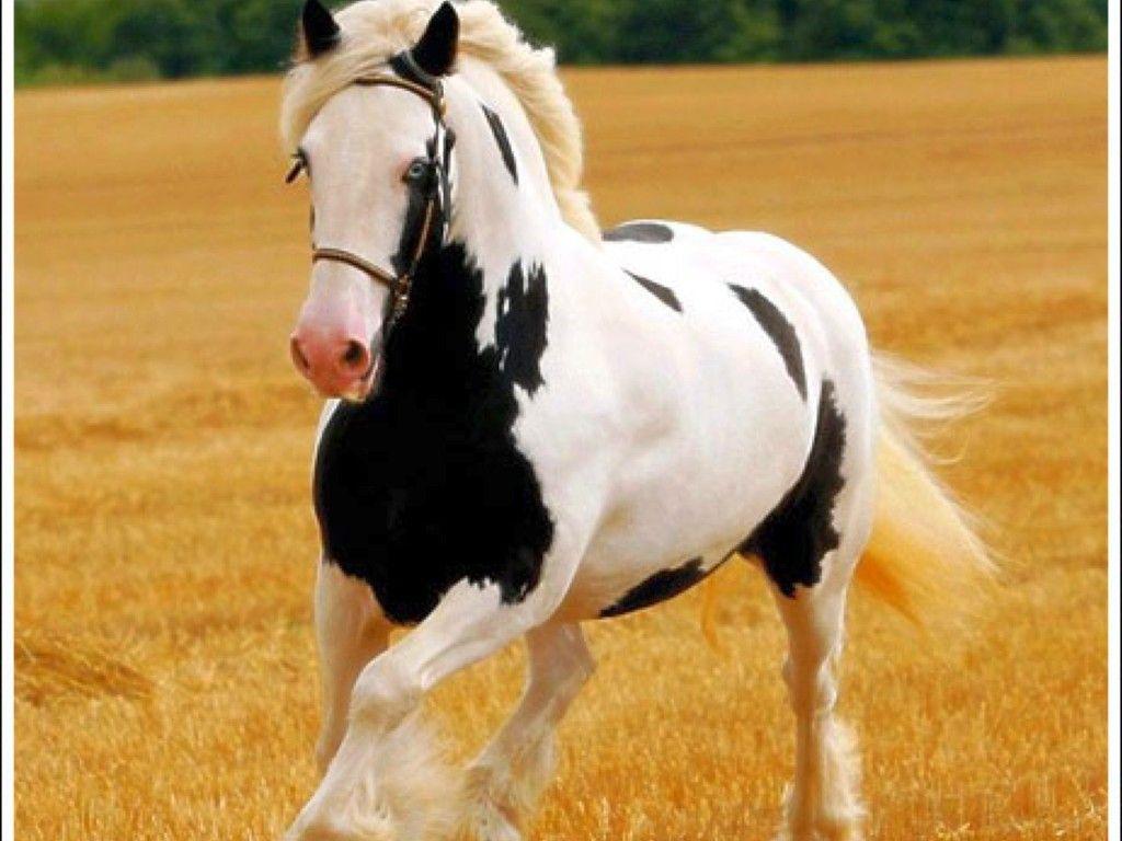 Free Horse Screensavers - Beautiful Horse Wallpaper Hd - HD Wallpaper 