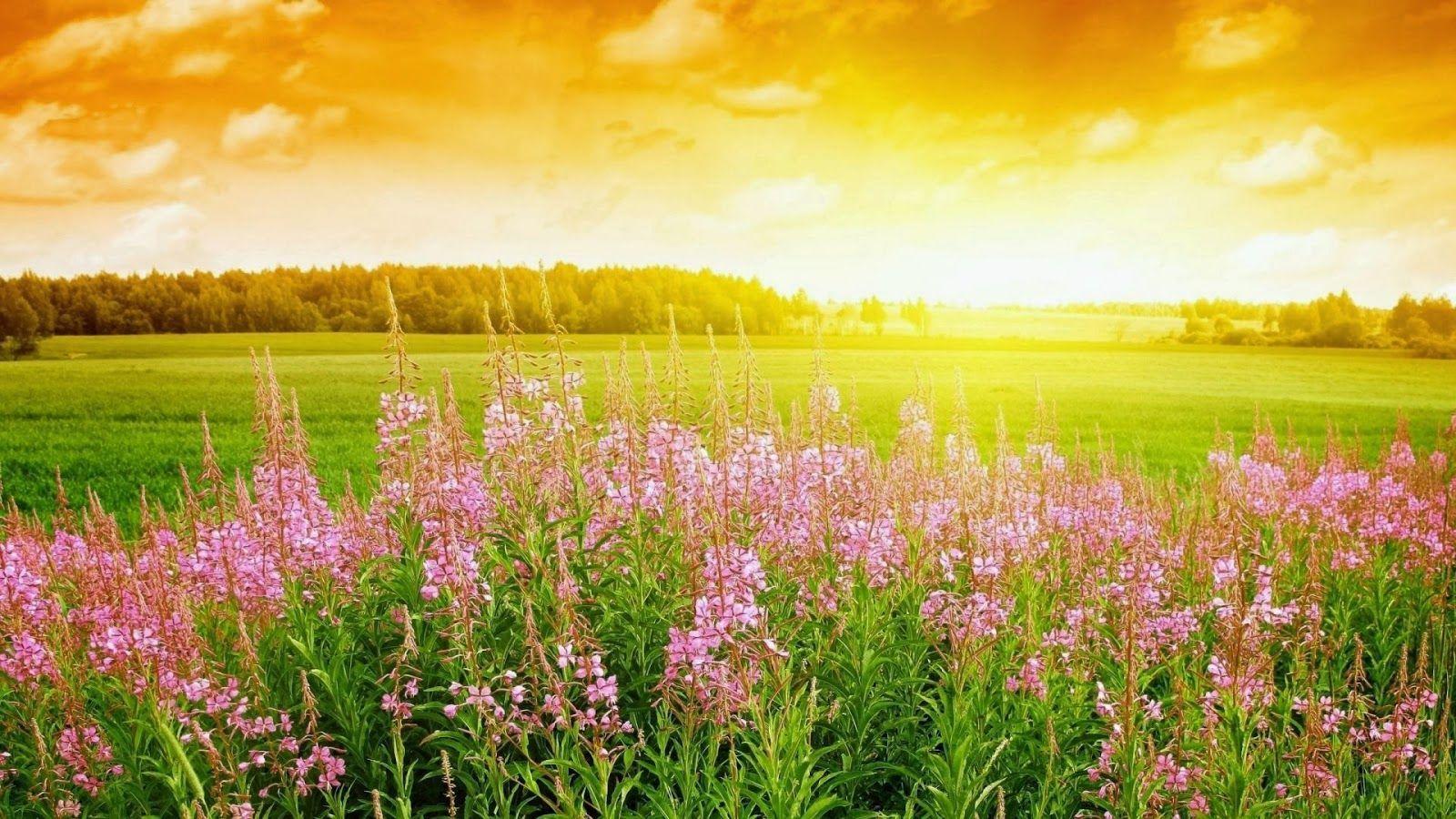 Full Hd Nature Wallpapers Free Download For Laptop - Summer Season In Pakistan - HD Wallpaper 