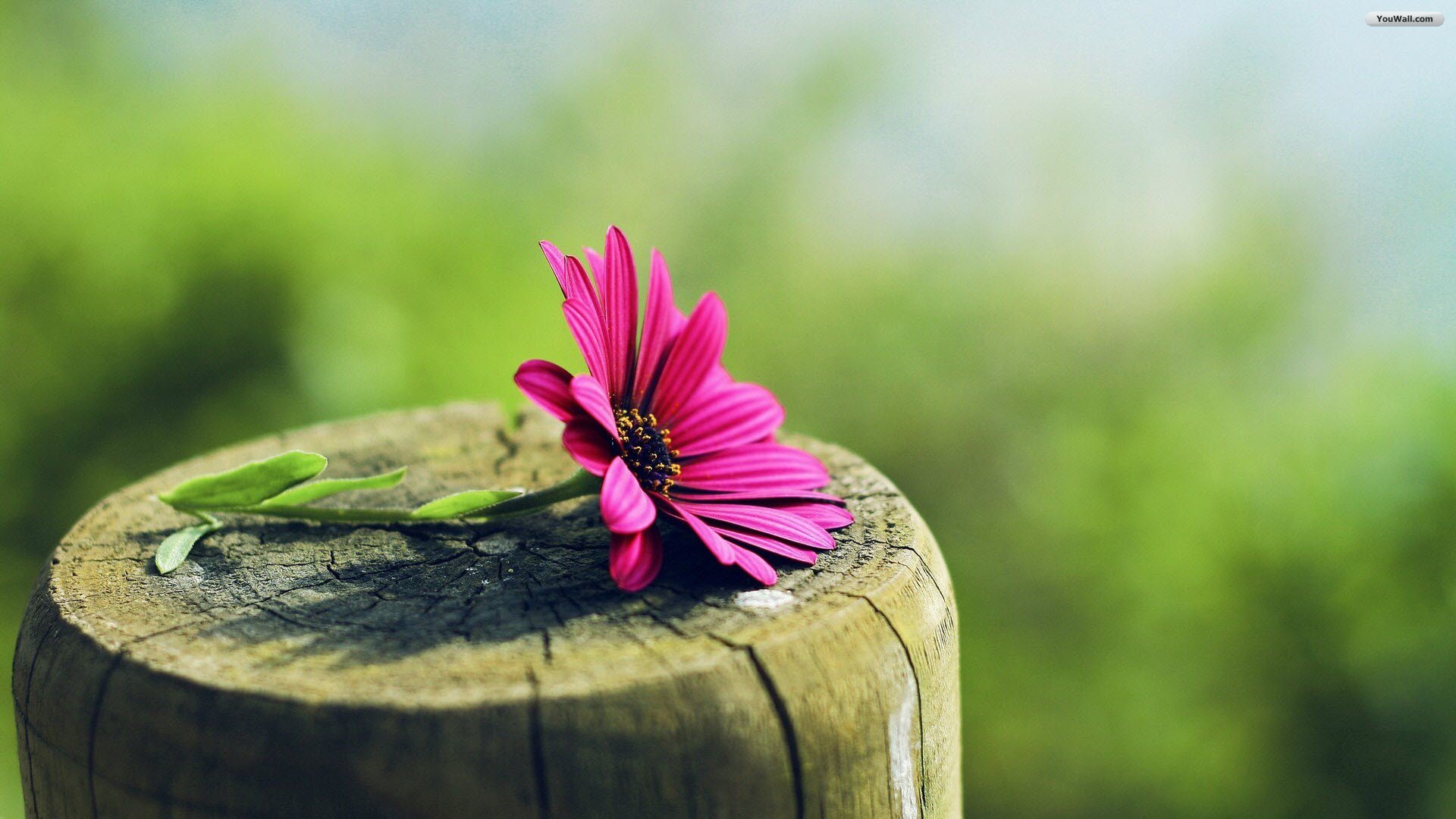 Beautiful Flower Hd Wallpapers, Desktop Pics - 1920x1080 Wallpaper - Beautiful Flower Hd Wallpapers, Desktop Pics - 1920x1080 Wallpaper -