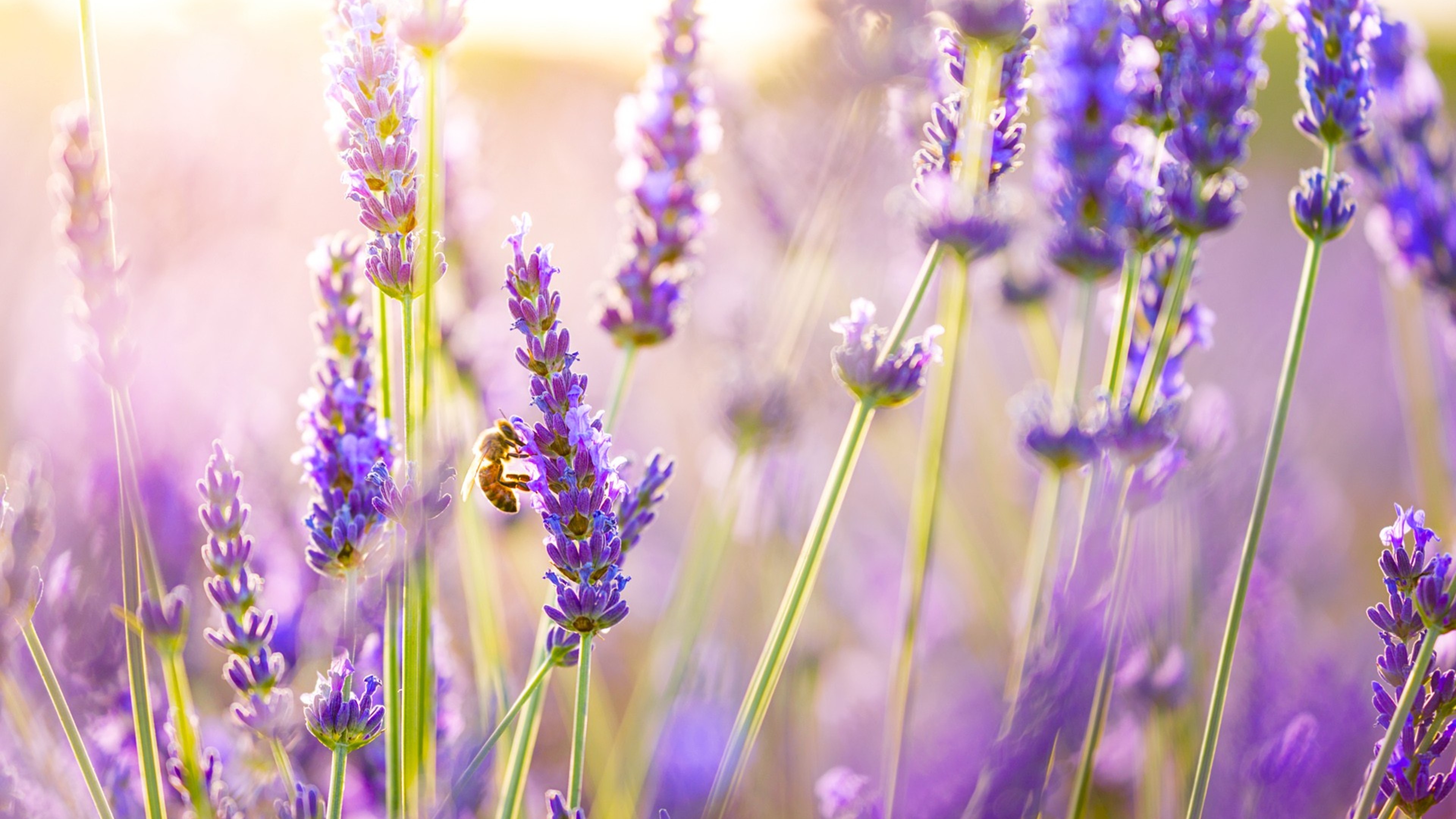 Lavender Wallpaper, Lavender Wallpapers - Lavender Wallpaper 4k - HD Wallpaper 