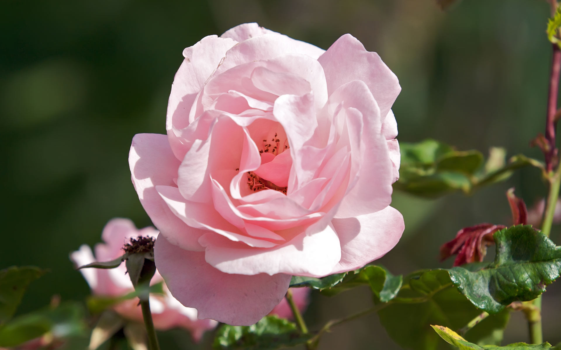 Pink Rose Flower - HD Wallpaper 