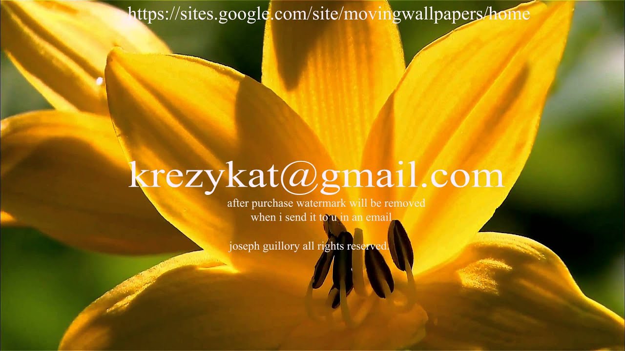 Wallpaper Of Flowers - African Daisy - HD Wallpaper 