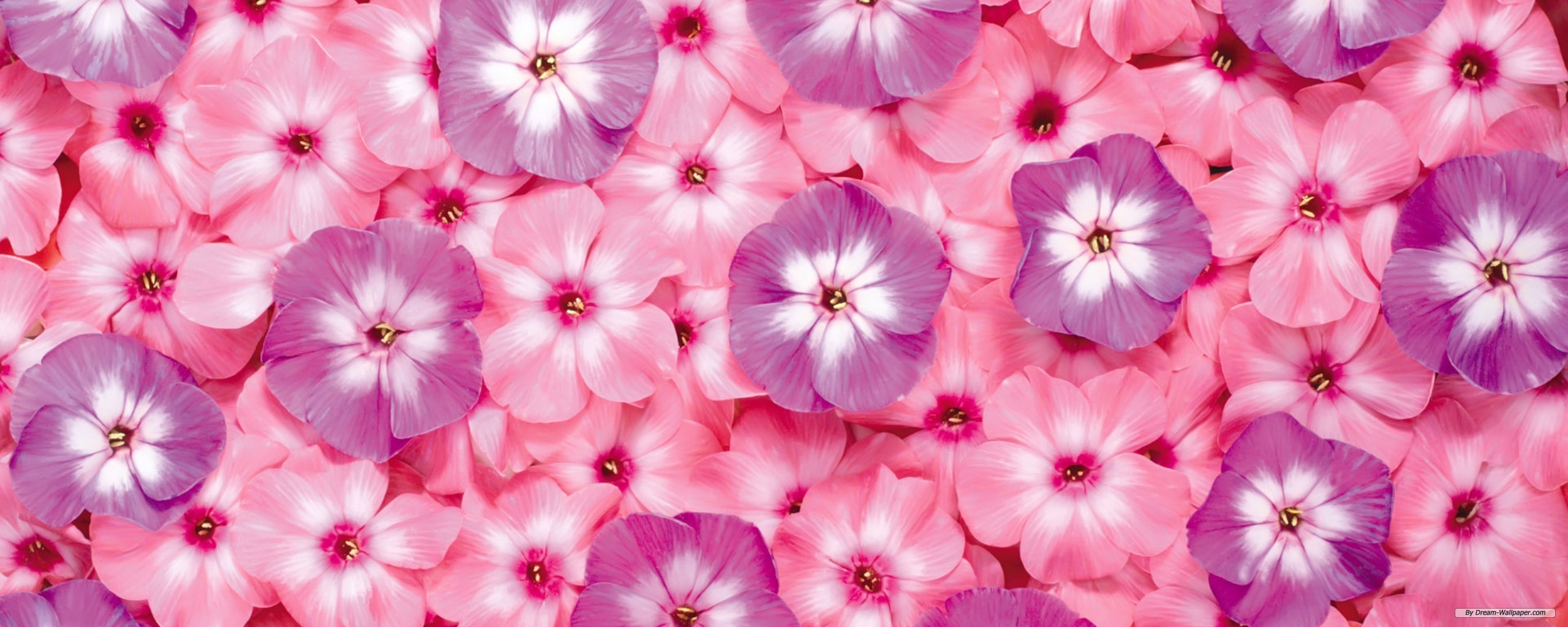Facebook Cover Pink Flowers - 2560x1024 Wallpaper 