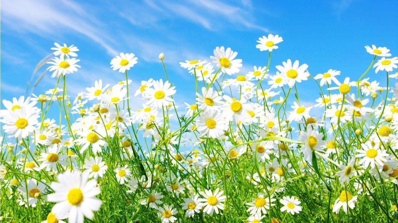 Free Spring Screensavers And Wallpapers - Screensavers Spring - HD Wallpaper 