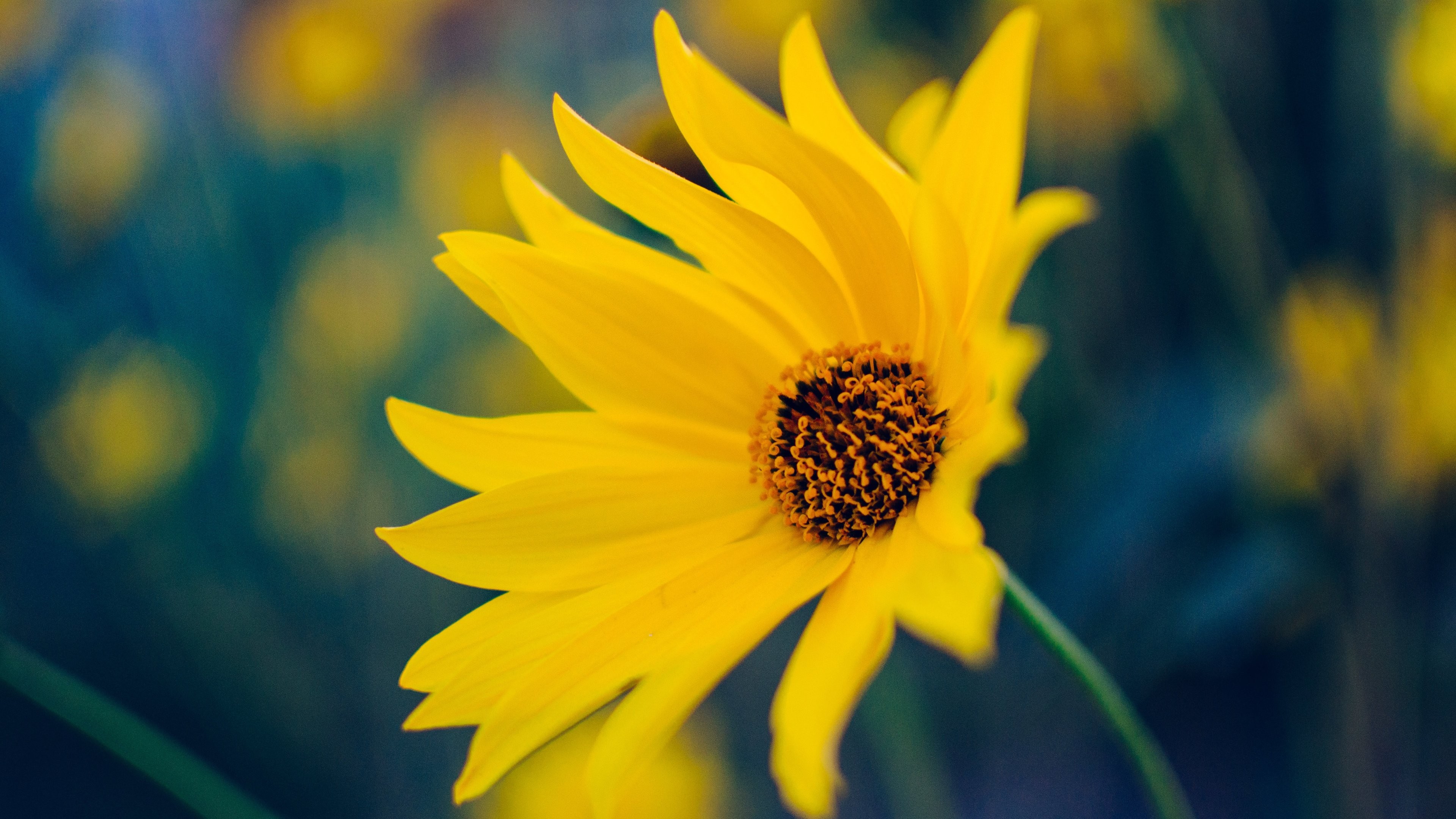 3840x2160, Yellow Flower 
 Data Id 300045 
 Data Src - Yellow Flower - HD Wallpaper 