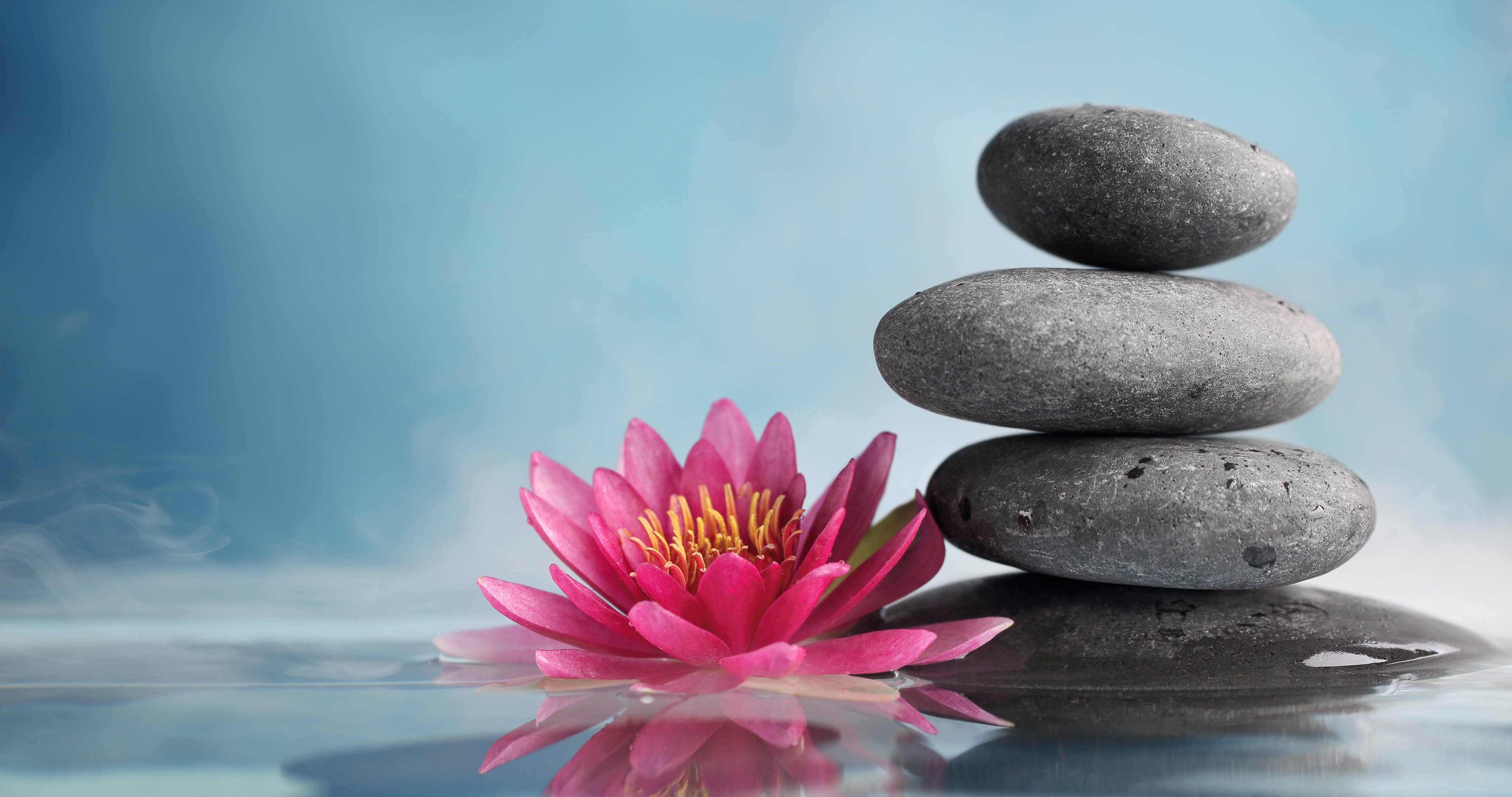 Lotus Flower - HD Wallpaper 