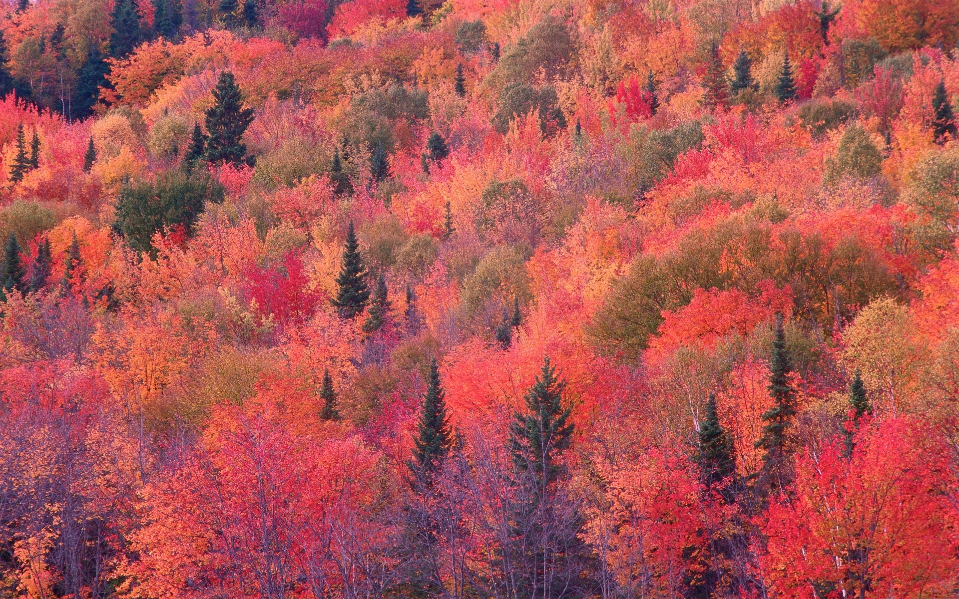 Beautiful Nature Wallpaper Free Download - Mac Screensaver Nature Patterns - HD Wallpaper 