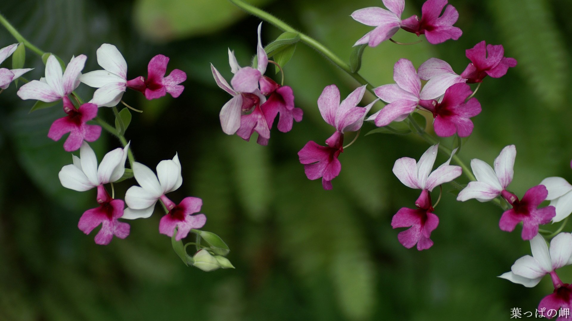 Beautiful Flower Hd - HD Wallpaper 