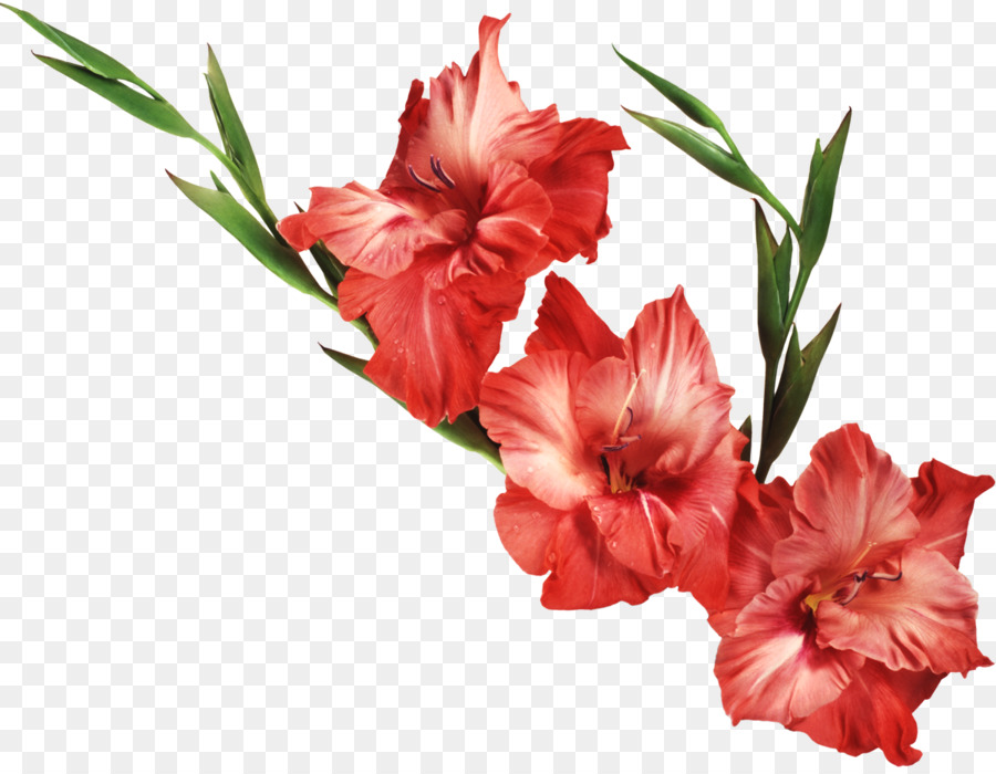 Gladiolus Flower Desktop Wallpaper Clip Art - Transparent Background Red Flowers Png - HD Wallpaper 
