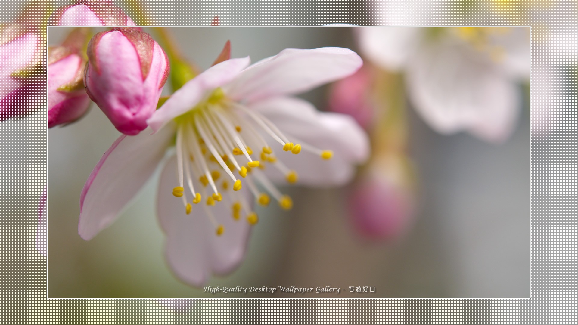 Floral Desktop Wallpaper - Cherry Blossom - HD Wallpaper 