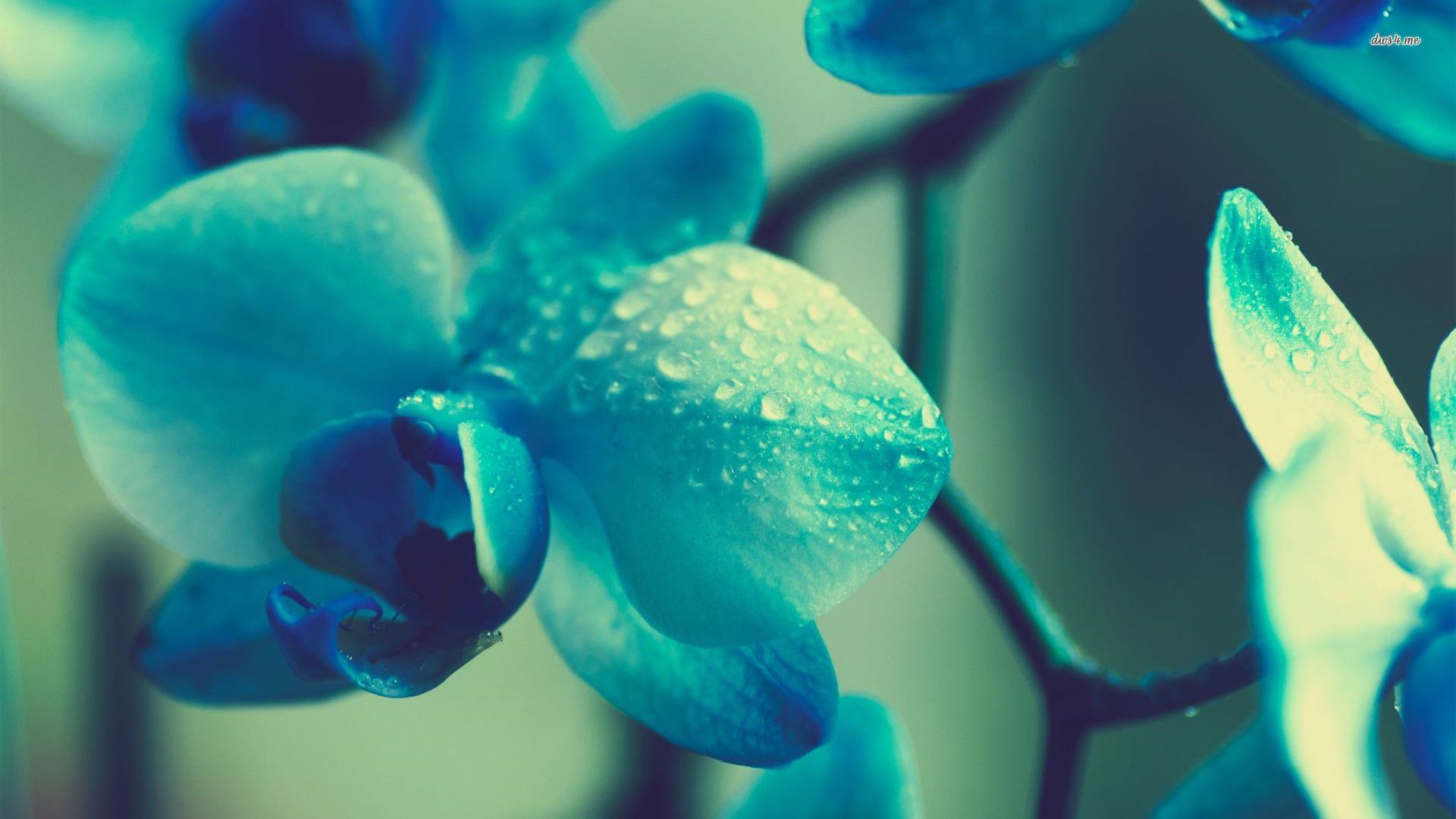 26566 Wet Orch - Blue Orchid Hd - HD Wallpaper 