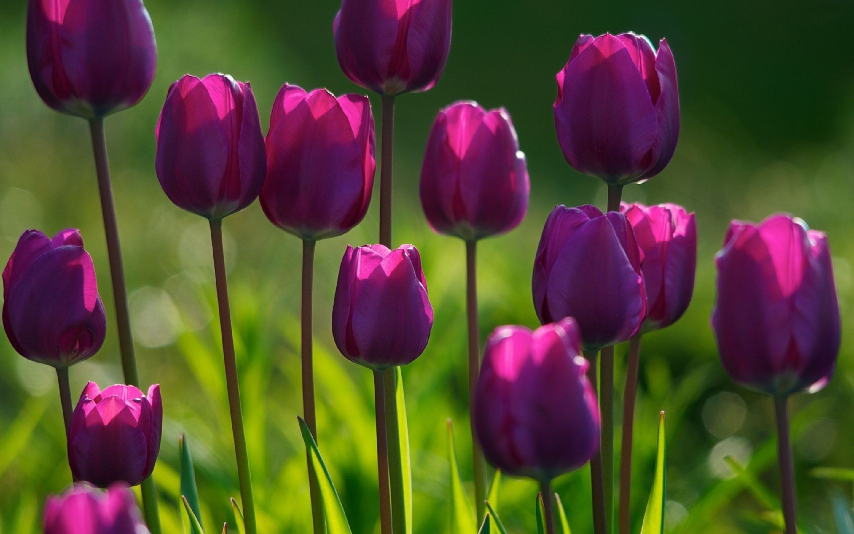 Adorable Spring Flowers Pics, Spring Flowers Screensavers - Purple Tulips - HD Wallpaper 