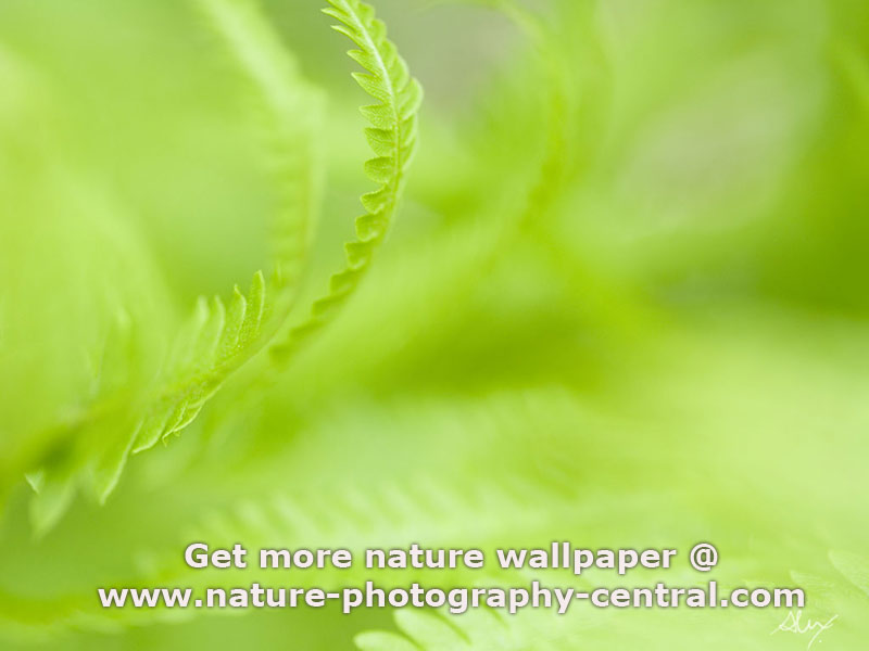 Nature Wallpapers For Desktop - HD Wallpaper 