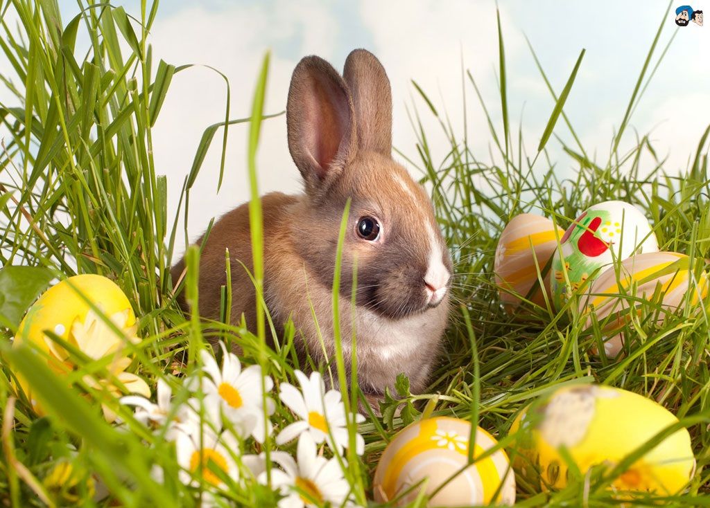 Easter Bunny Easter 3d - 1024x734 Wallpaper Easter Bunny Easter 3d - 1024x734 Wallpaper