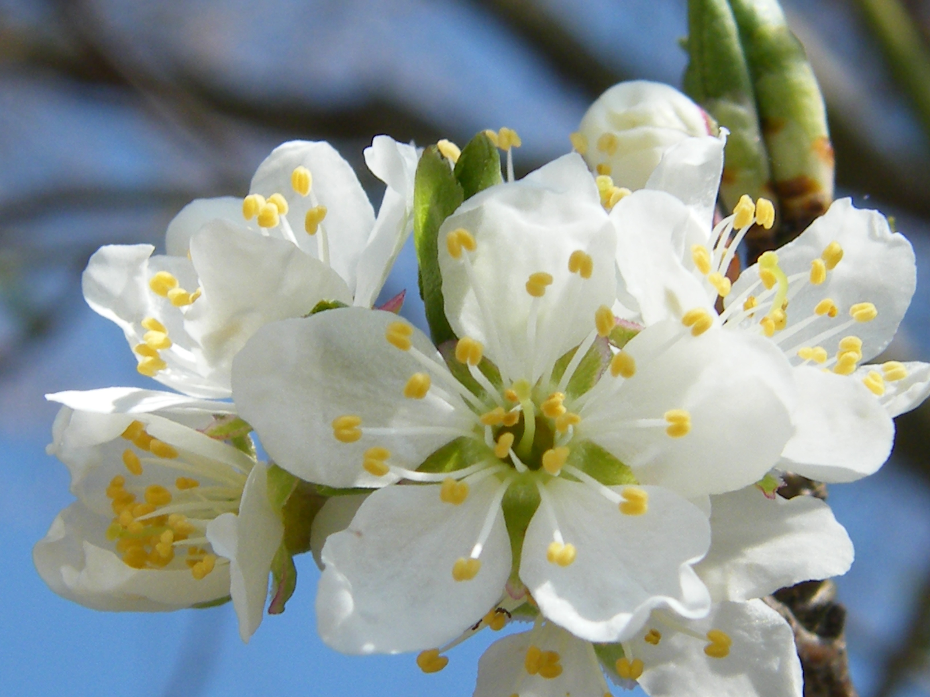 Apple Blossom Spring Flower Beautiful Creative Cute - Apfelblüte - HD Wallpaper 
