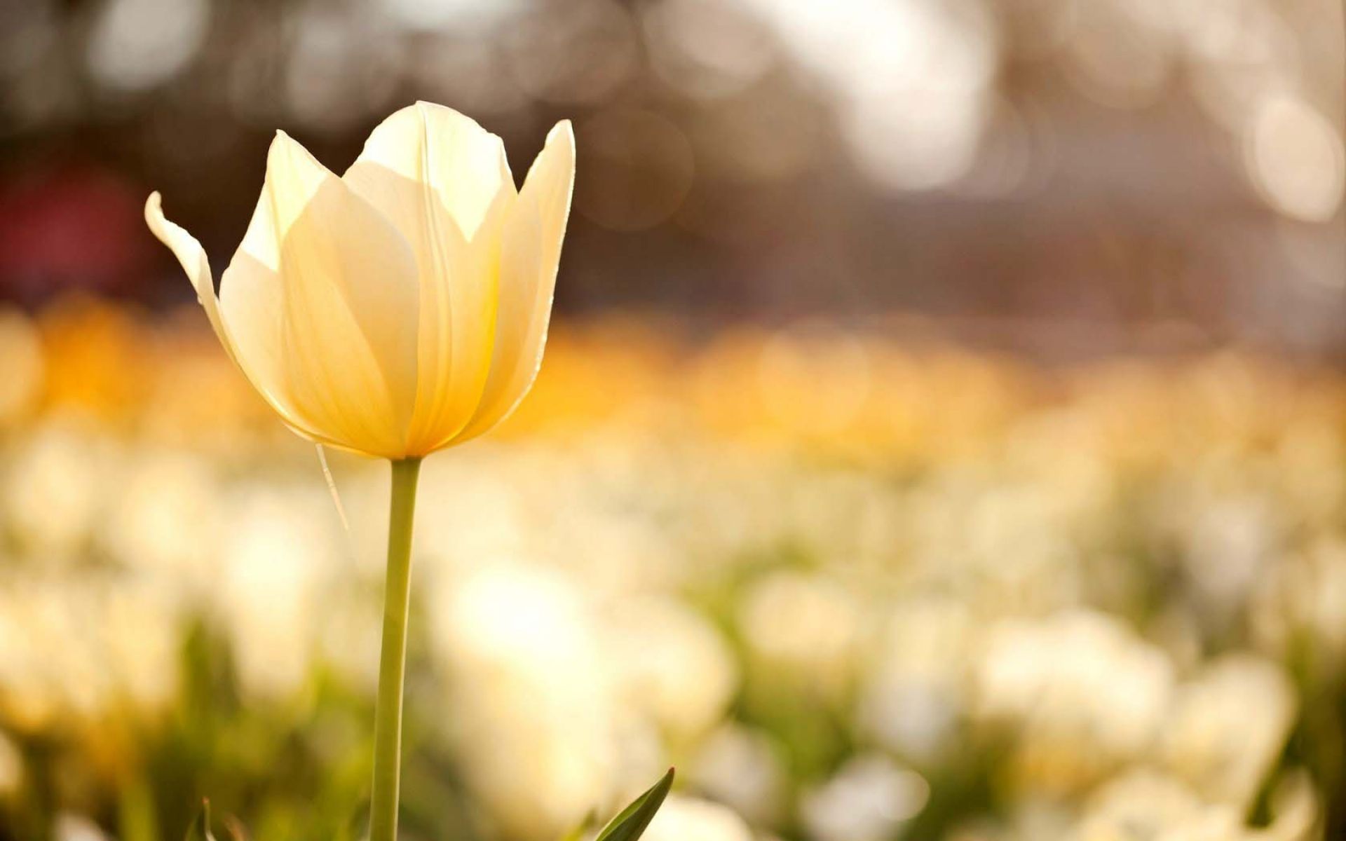 Faith Thought Of The Day - HD Wallpaper 