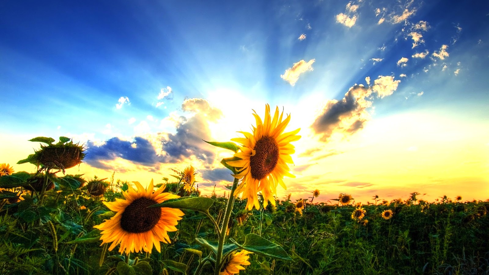 Sunflower Desktop Background - HD Wallpaper 