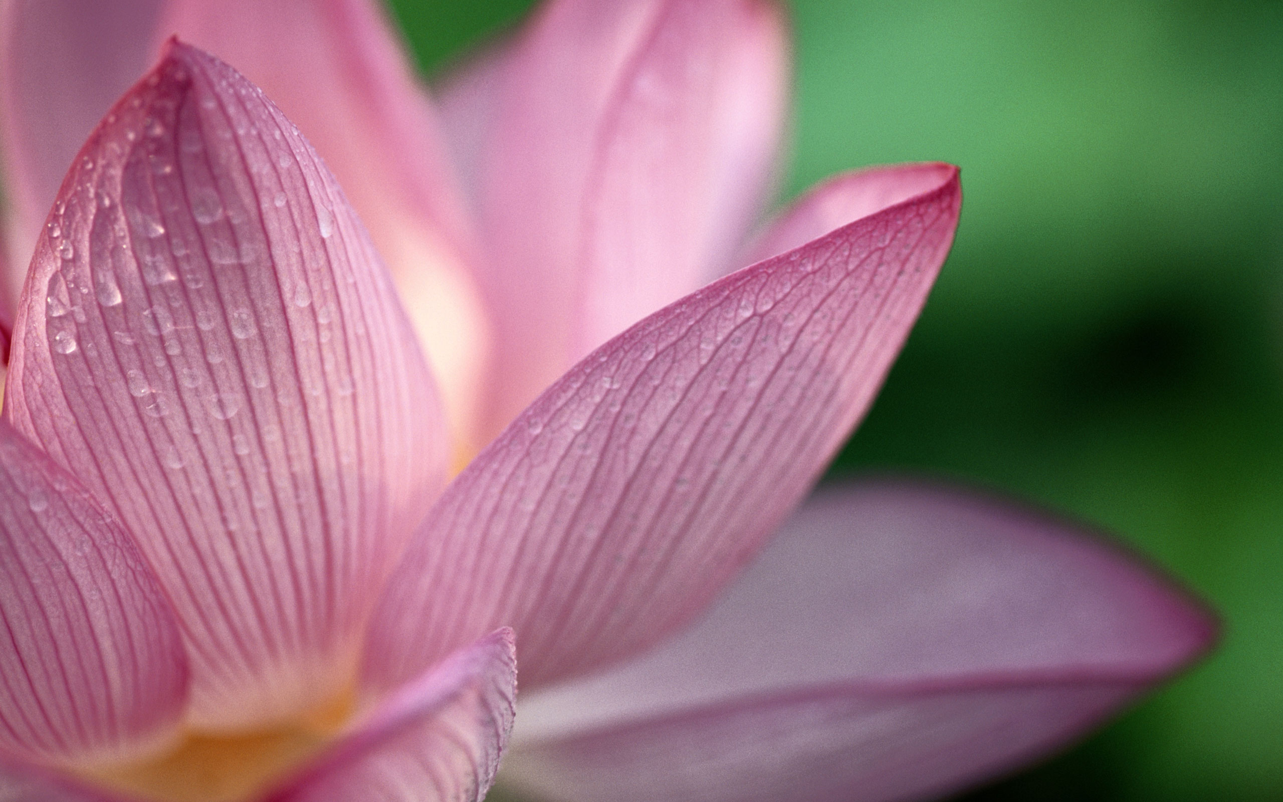Nature Flowers Water Drops Macro Lotus Flower Fresh - Lotus Flower Desktop Background - HD Wallpaper 