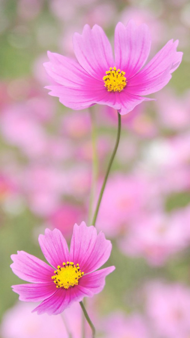 Pure Beautiful Flower Macro Iphone Wallpaper - Beautiful Flower - HD Wallpaper 