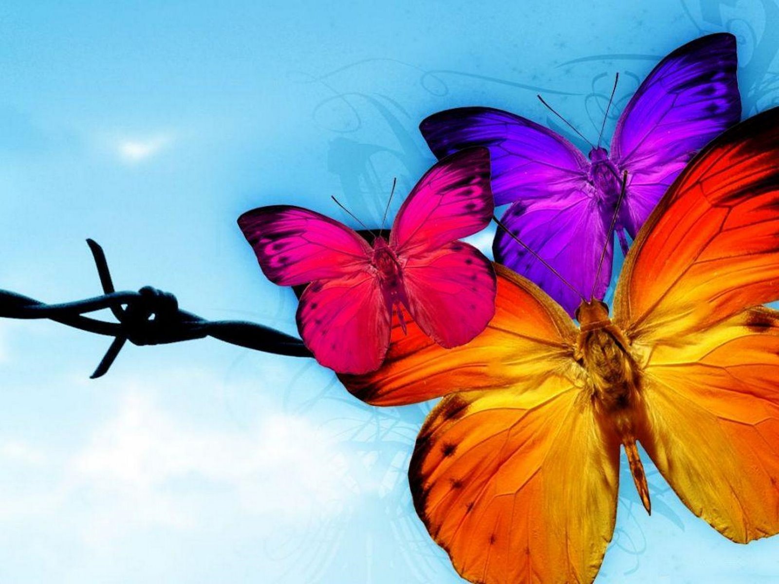 Free Animated Butterfly Wallpaper - Colourful Real Life Cute Butterfly - HD Wallpaper 