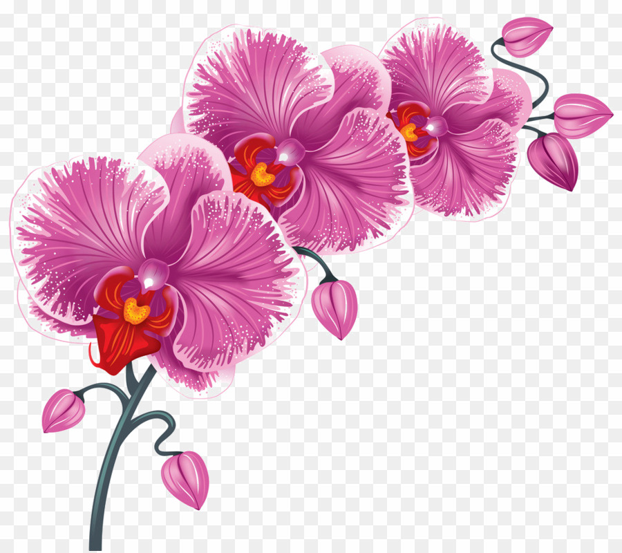 Flower Desktop Wallpaper - Transparent Background Orchids Clipart - HD Wallpaper 