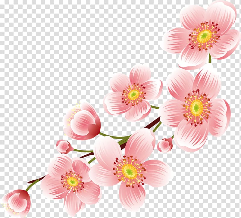 Flower Desktop Floral Design , Peach Flower Transparent - Transparent Background Flowers Png - HD Wallpaper 