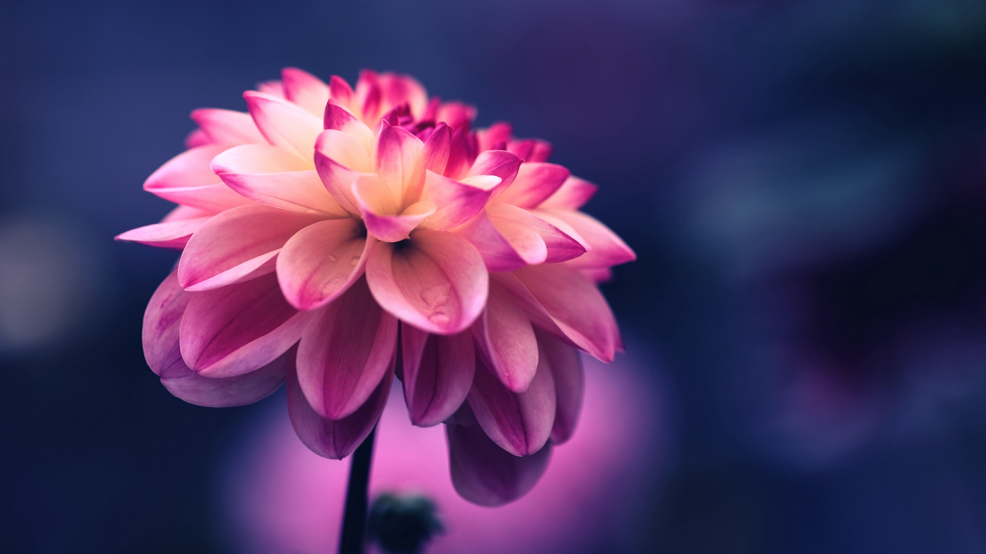 Flower Background - HD Wallpaper 