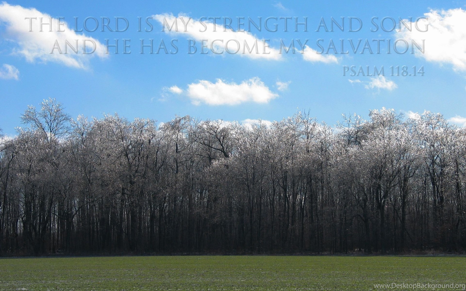 Free Christian Wallpaper Ice Trees - Grove - HD Wallpaper 