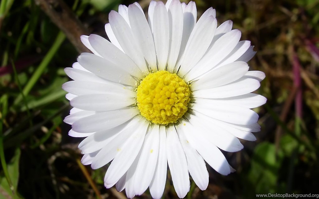 Beautiful Flowers Wallpapers Free Download ~ Toptenpack - Hd Daisy Flower - HD Wallpaper 