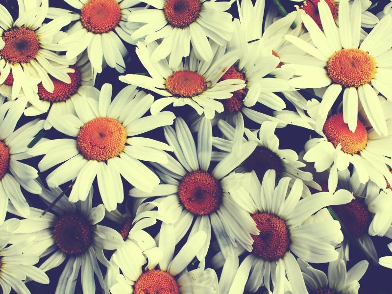 Vintage Cute Flower Backgrounds - HD Wallpaper 