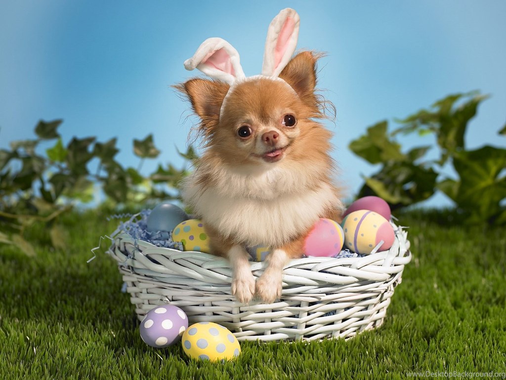 32 Beautiful Easter Wallpaper Free To Download - Cute Easter Backgrounds - 1024x768 Wallpaper 32 Beautiful Easter Wallpaper Free To Download - Cute Easter Backgrounds - 1024x768 Wallpaper