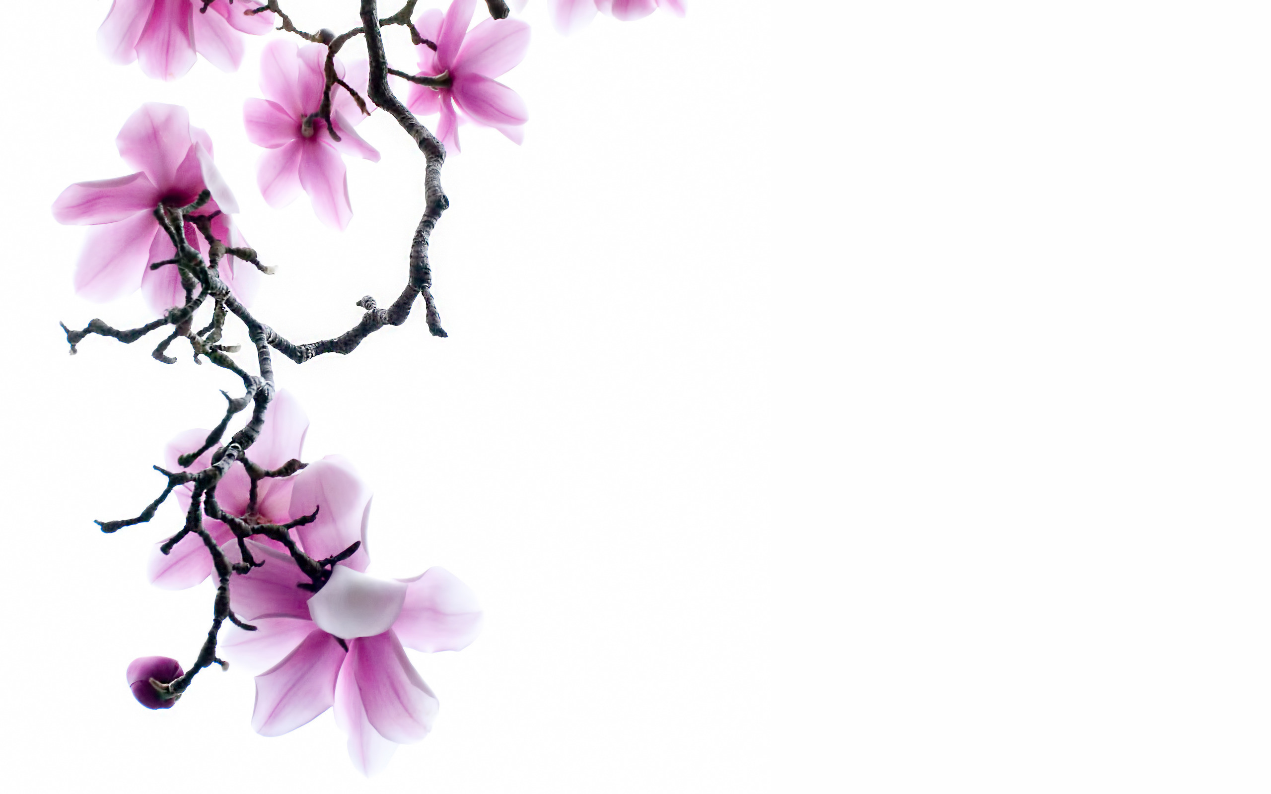 Free Flower Wallpaper White Background Hd Branch Of - Flowers Wallpaper  White Background - 2560x1600 Wallpaper - teahub.io