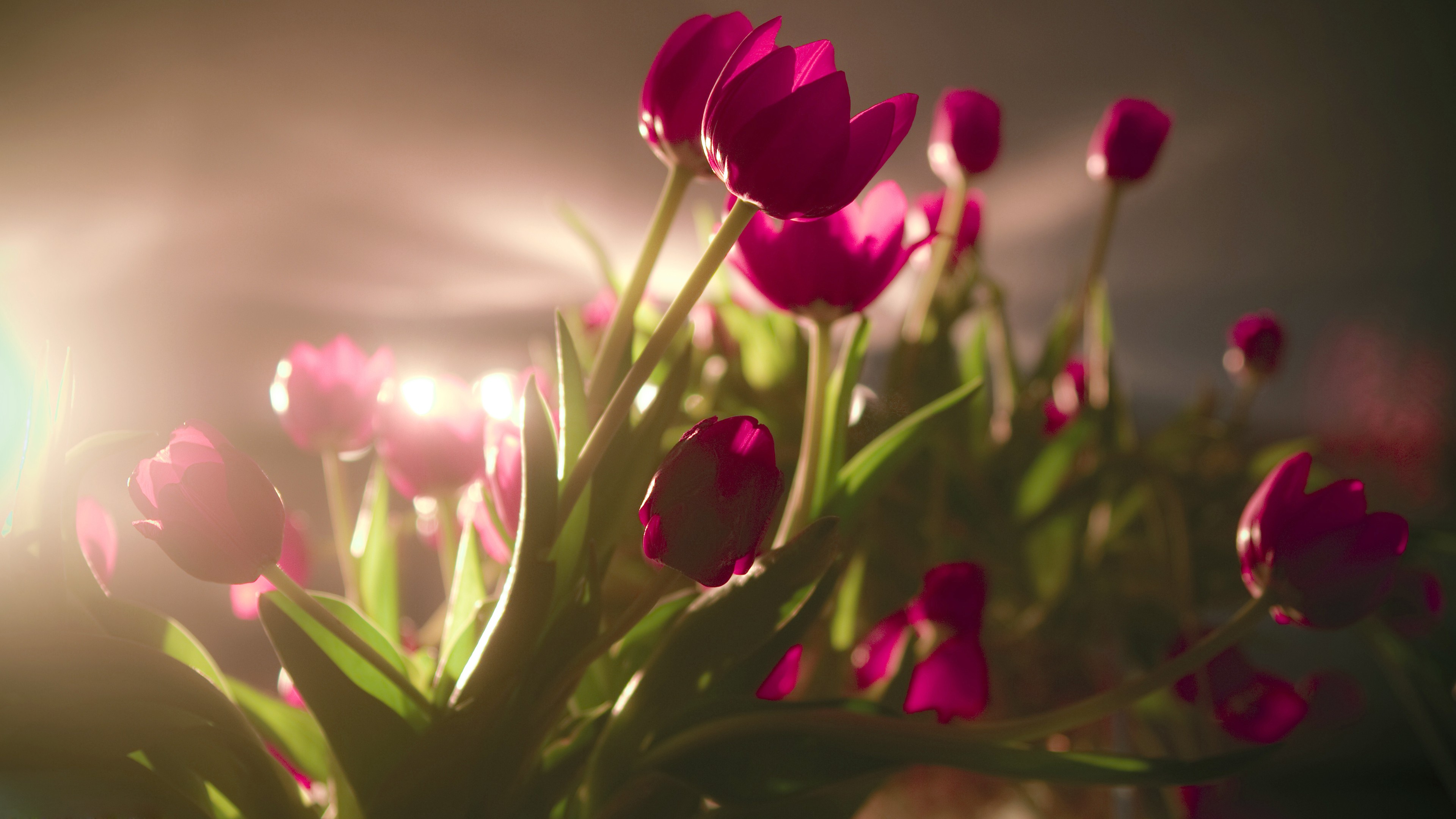 Free Flowers Art Without Copyright - Tulip Flowers Images Hd - HD Wallpaper 
