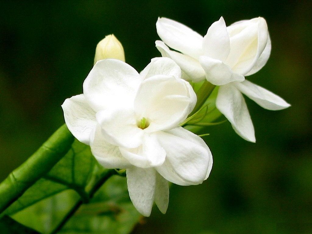 Jasmine Flower Wallpapers Hd Backgrounds, Images, Pics, - Jasmine Flower Images Hd - HD Wallpaper 
