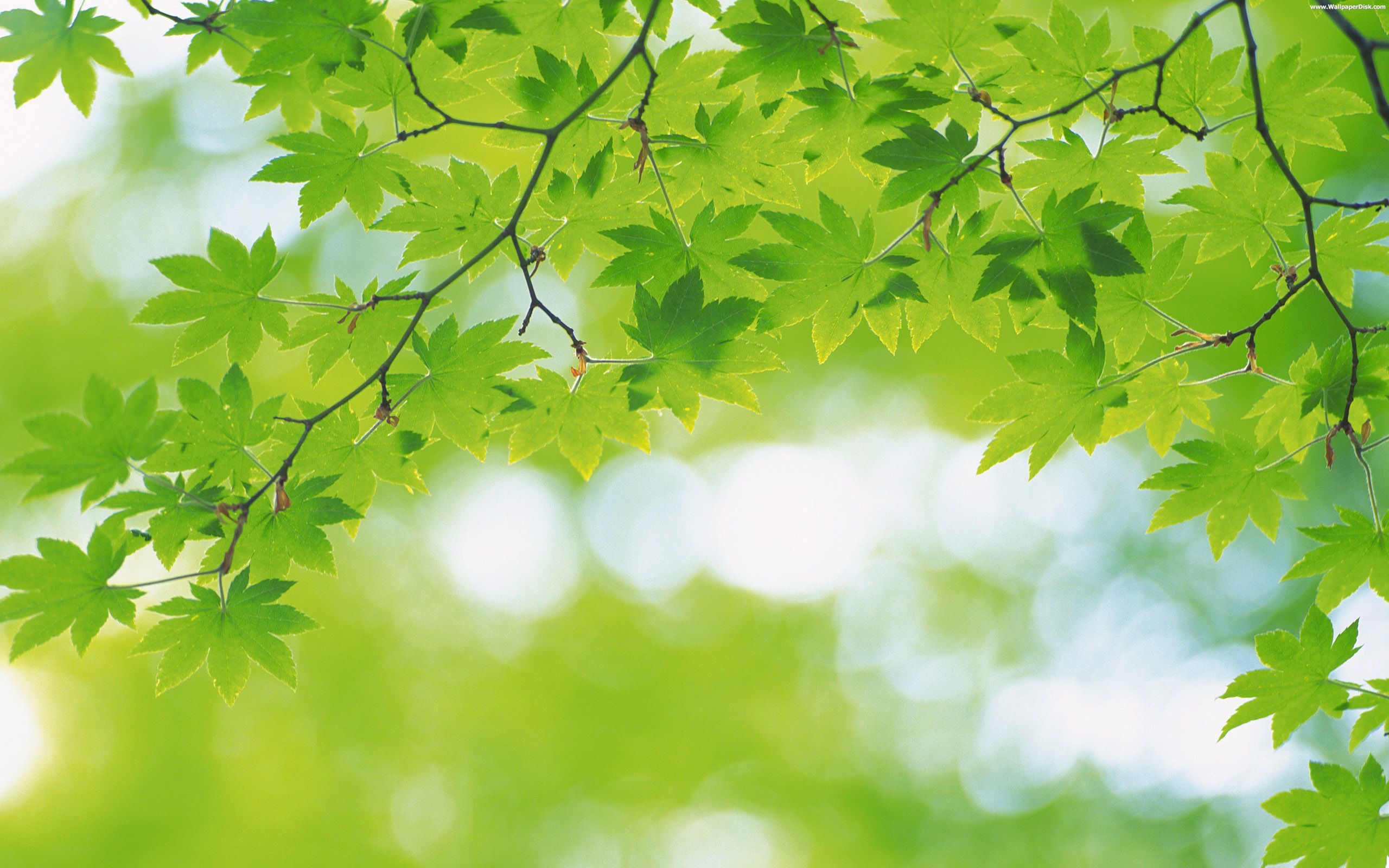 Greenery Background Hd - HD Wallpaper 