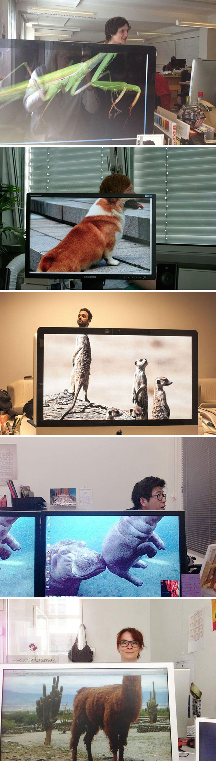 Funny Desktop Wallpapers - Imagenes Graciosas Fondo De Pantalla - HD Wallpaper 