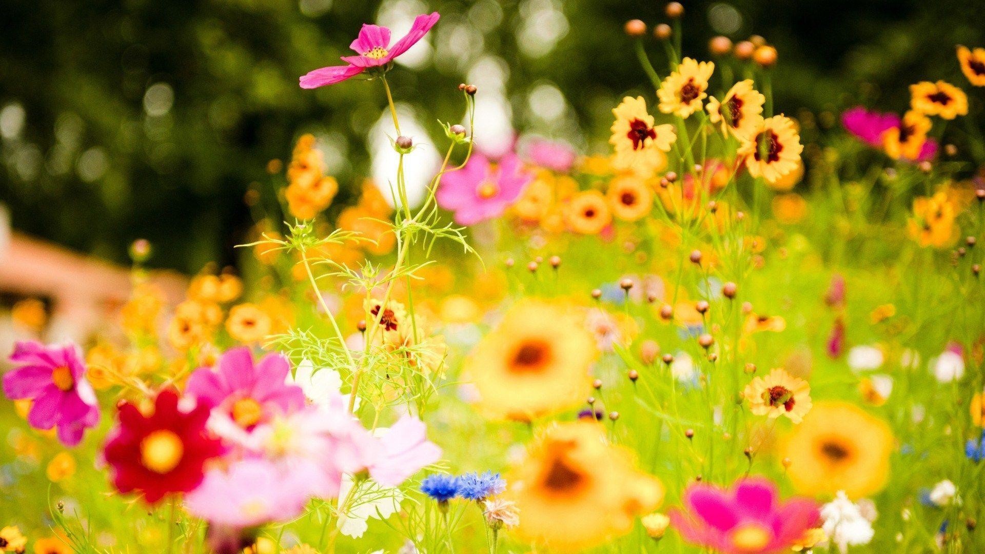 1920x1080, Field Of Yellow Flowers Wallpaper Hd - Summer Flowers - HD Wallpaper 