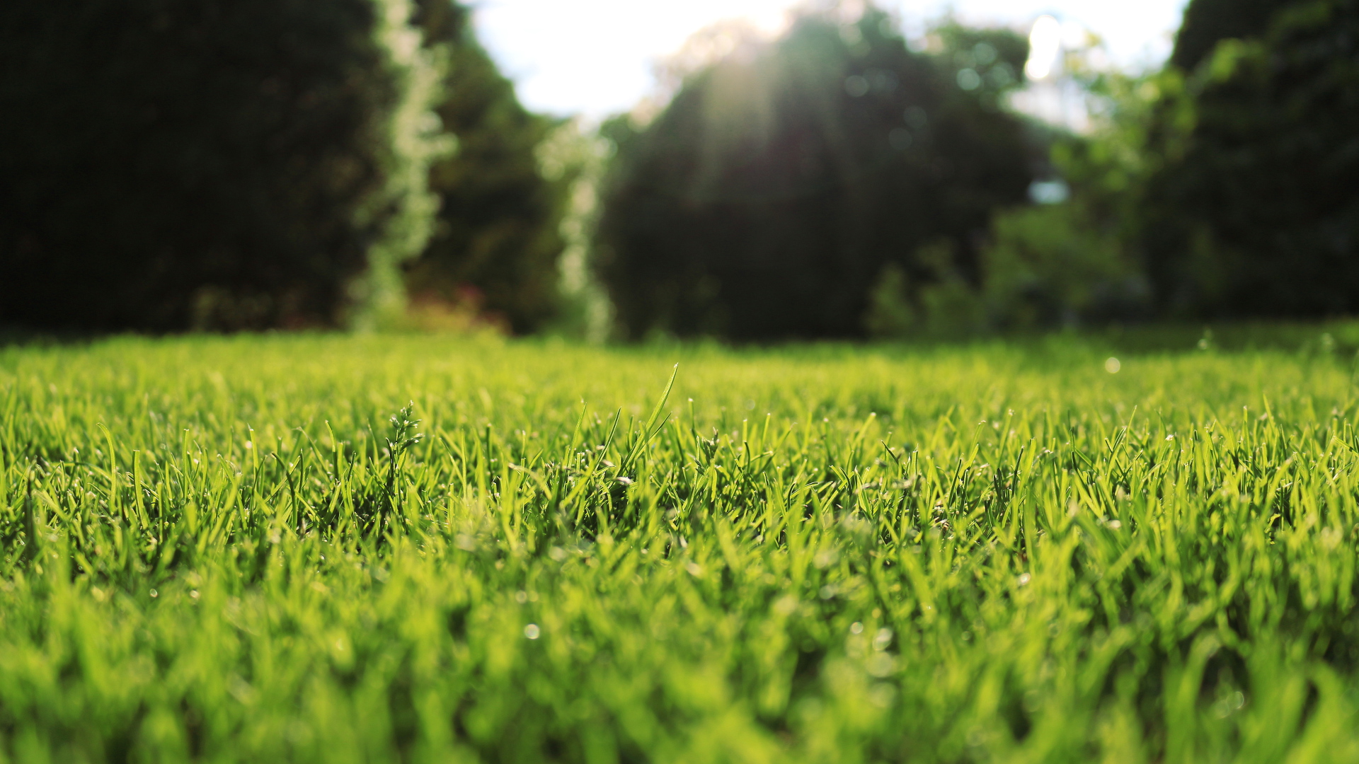 pix High Resolution Green Grass Background Hd high resolution grass hd 1920x1080
